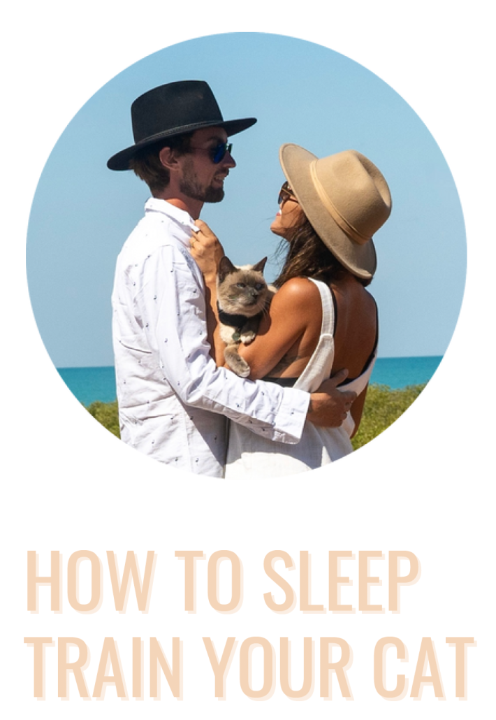 how to sleep train your cat