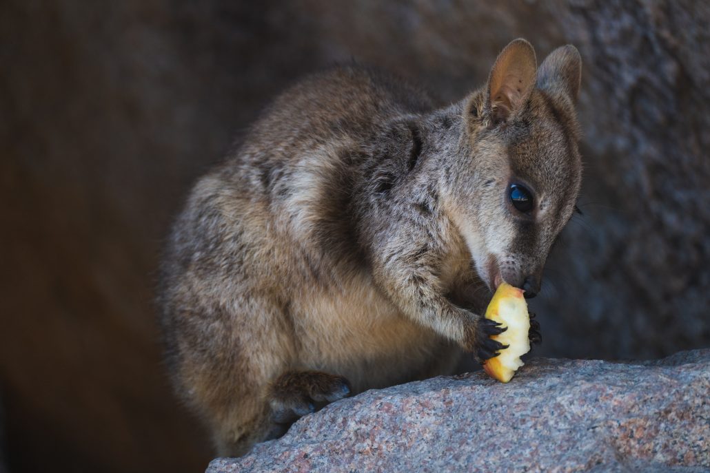 koalas, snorkeling, north queensland, bay, island, castle hill