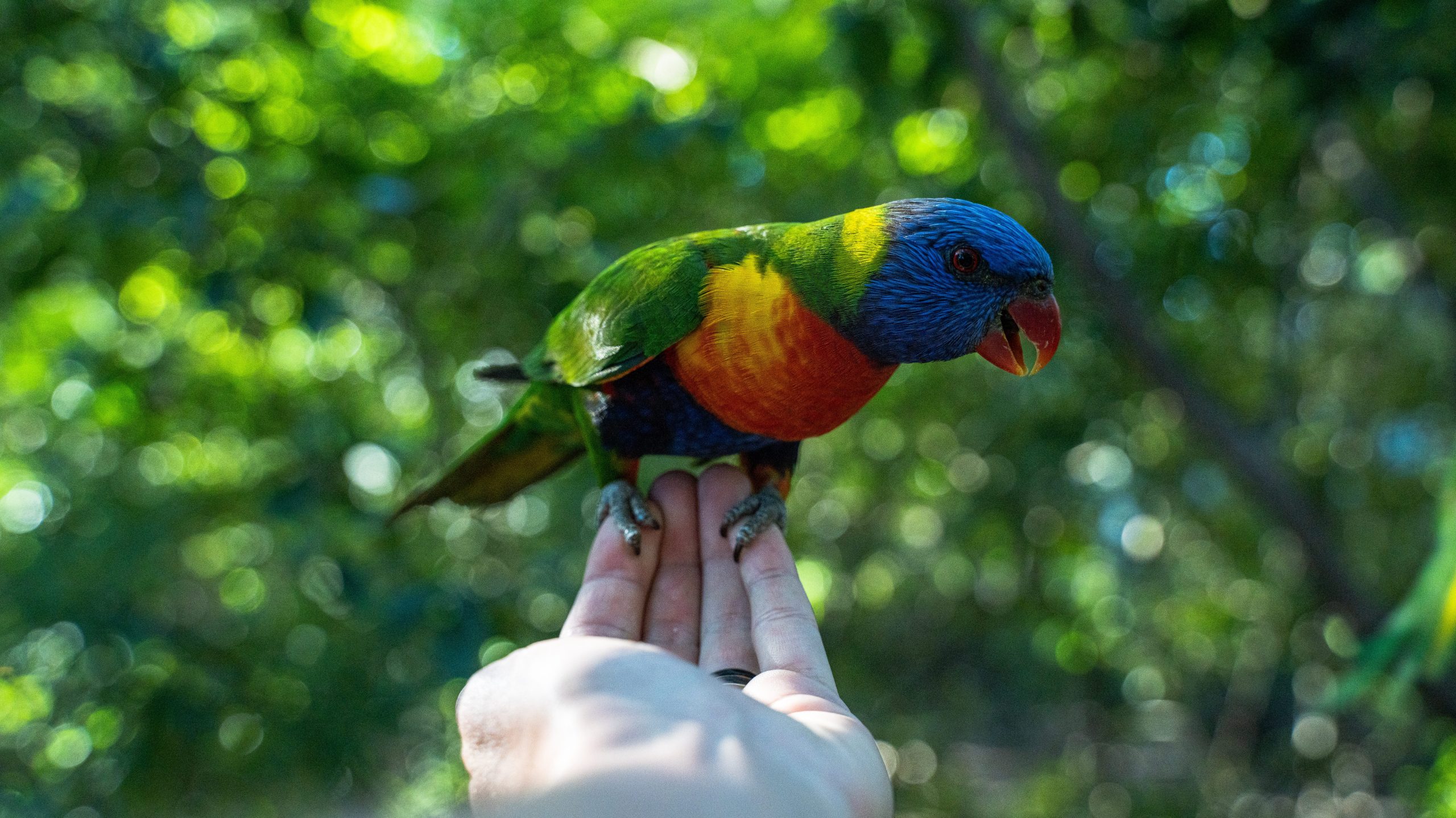 bird feeding magnetic island, wildlife magnetic island, travel blogger australia,